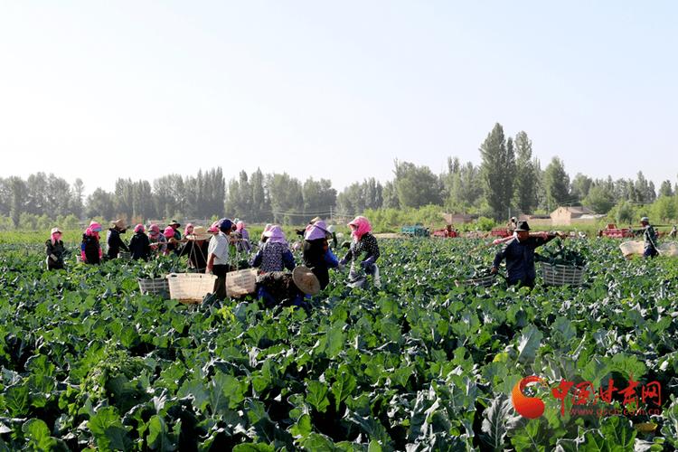 甘肃农村蔬菜产业发展的相关图片