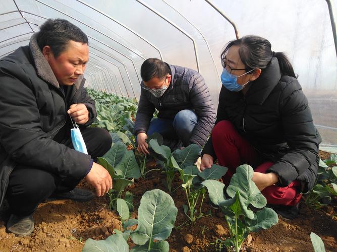 甘肃农村蔬菜产业扶贫政策的相关图片