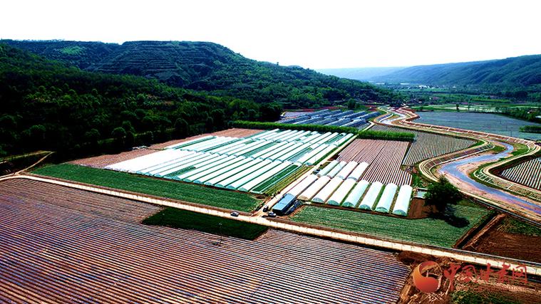甘肃农村蔬菜产业现状的相关图片