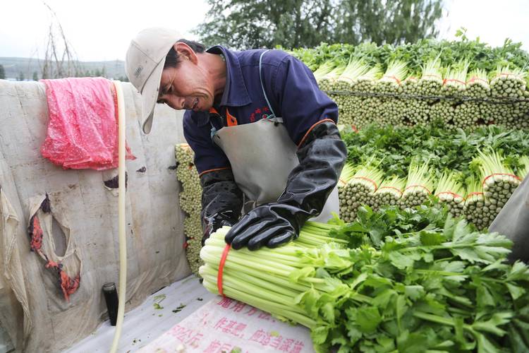 甘肃农村蔬菜供应情况的相关图片