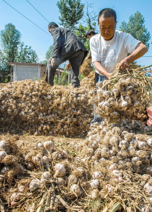 甘肃省农村无公害蔬菜政策的相关图片