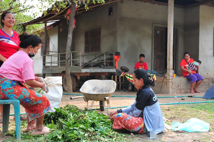 老挝农村摘蔬菜的相关图片