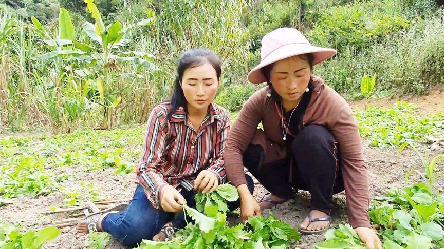 老挝农村采摘蔬菜视频的相关图片