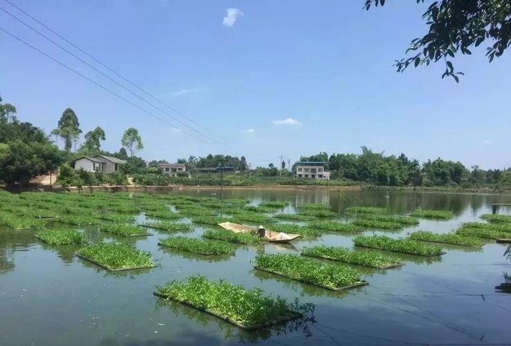 舒城农村水塘种植蔬菜视频的相关图片
