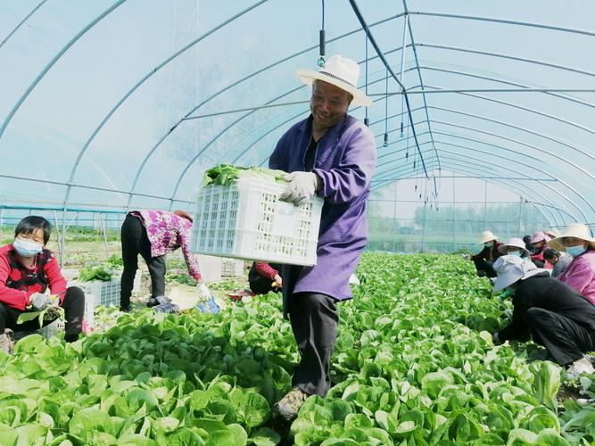 蚌埠农村蔬菜销售渠道策略的相关图片