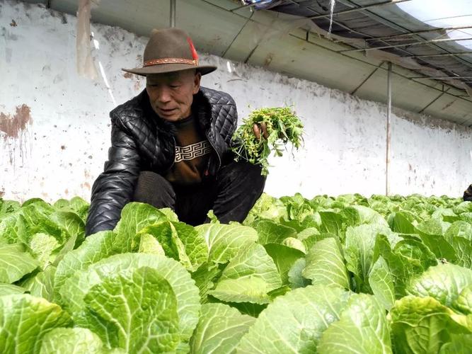 西藏农村种植蔬菜吗的相关图片