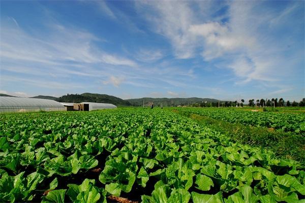 贵州农村生态蔬菜的相关图片