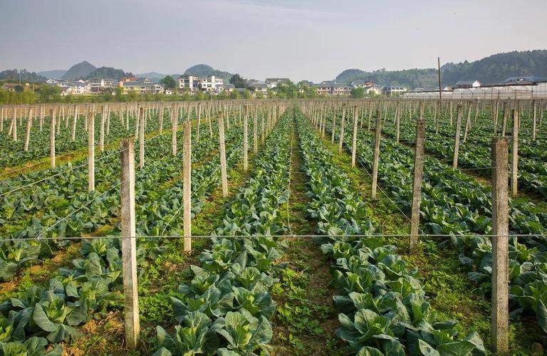 贵州农村种植蔬菜园地方的相关图片