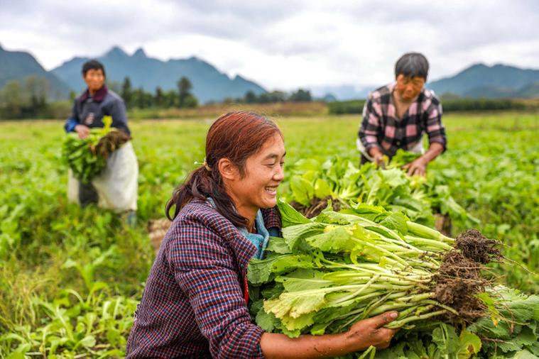 贵州农村自己种蔬菜视频的相关图片