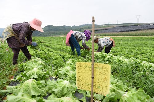 贵州农村蔬菜种植技术研究的相关图片