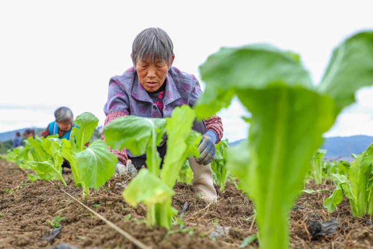 贵州农村蔬菜种植技术视频的相关图片