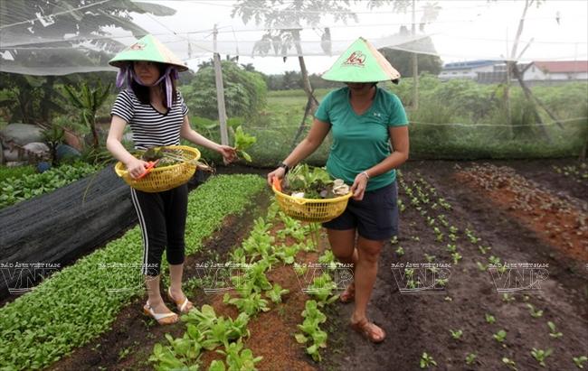 越南农村种什么蔬菜赚钱的相关图片