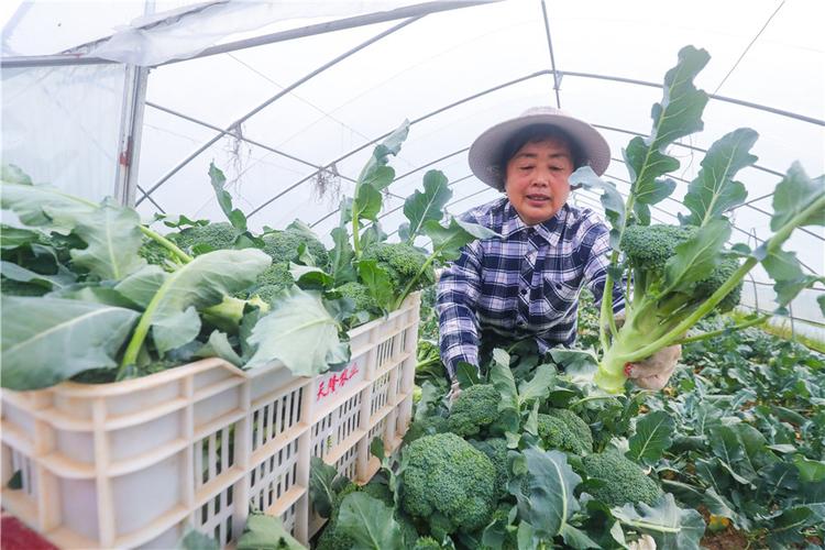 郑州农村免费发蔬菜图片的相关图片