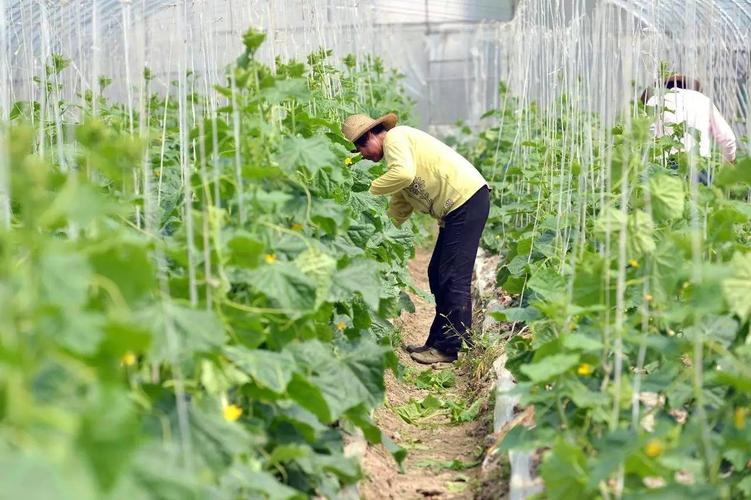 郑州市农村蔬菜补贴的相关图片