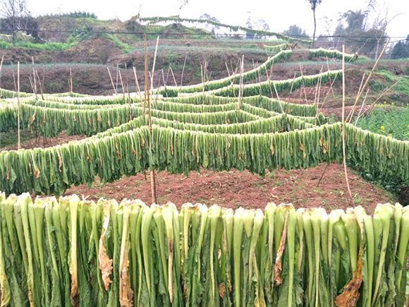 重庆农村冬季蔬菜的相关图片
