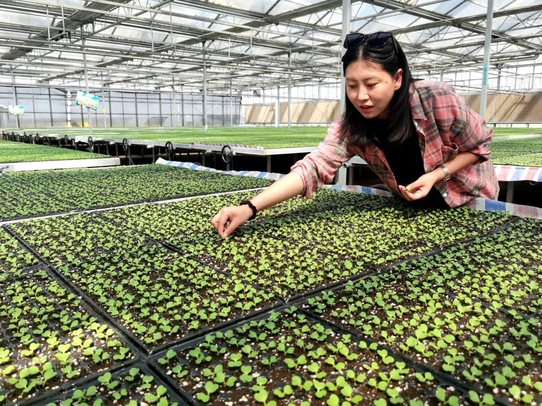 重庆农村日报农村蔬菜育苗的相关图片