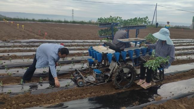 陕西农村瓜果蔬菜生产技术的相关图片