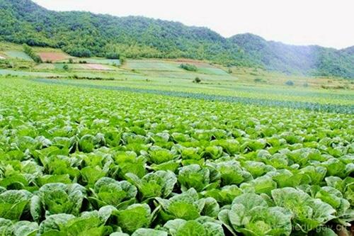 陕西农村种啥蔬菜好的相关图片