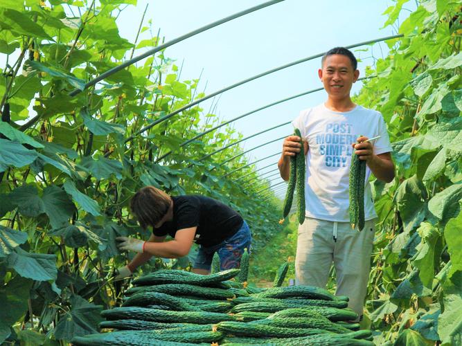陕西农村种啥蔬菜挣钱的相关图片