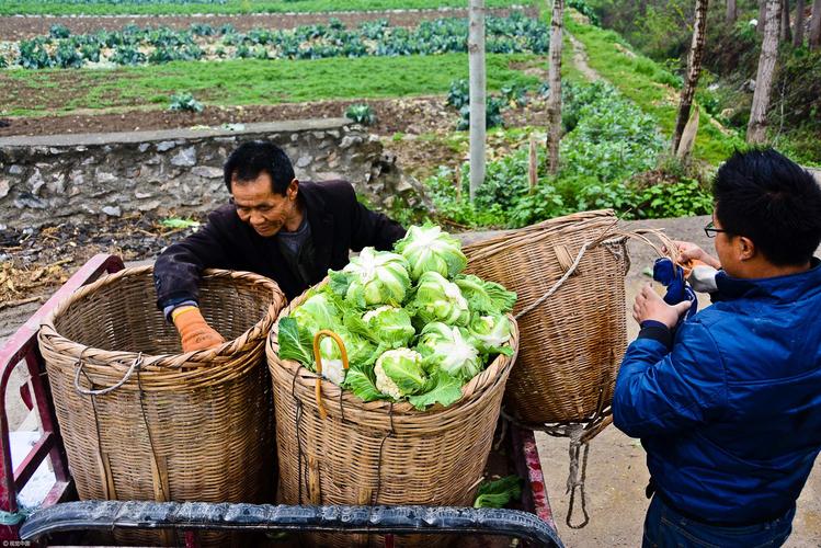 陕西农村种植蔬菜的相关图片